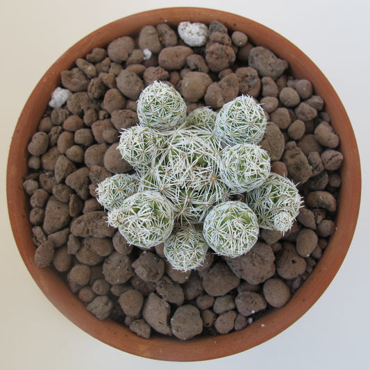 Mammillaria Gracilis Fragilis (Dantel Kaktüs Beyaz)