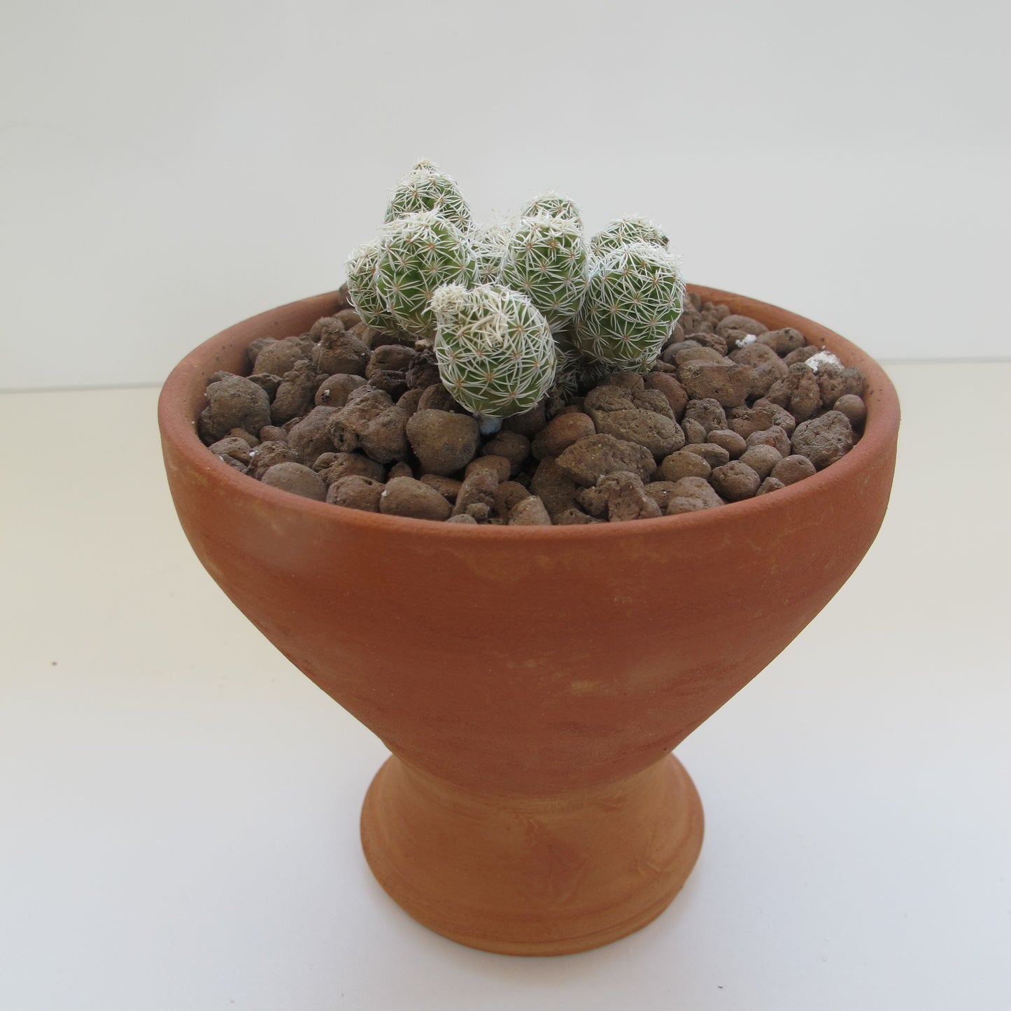 Mammillaria Gracilis Fragilis (Dantel Kaktüs Beyaz)