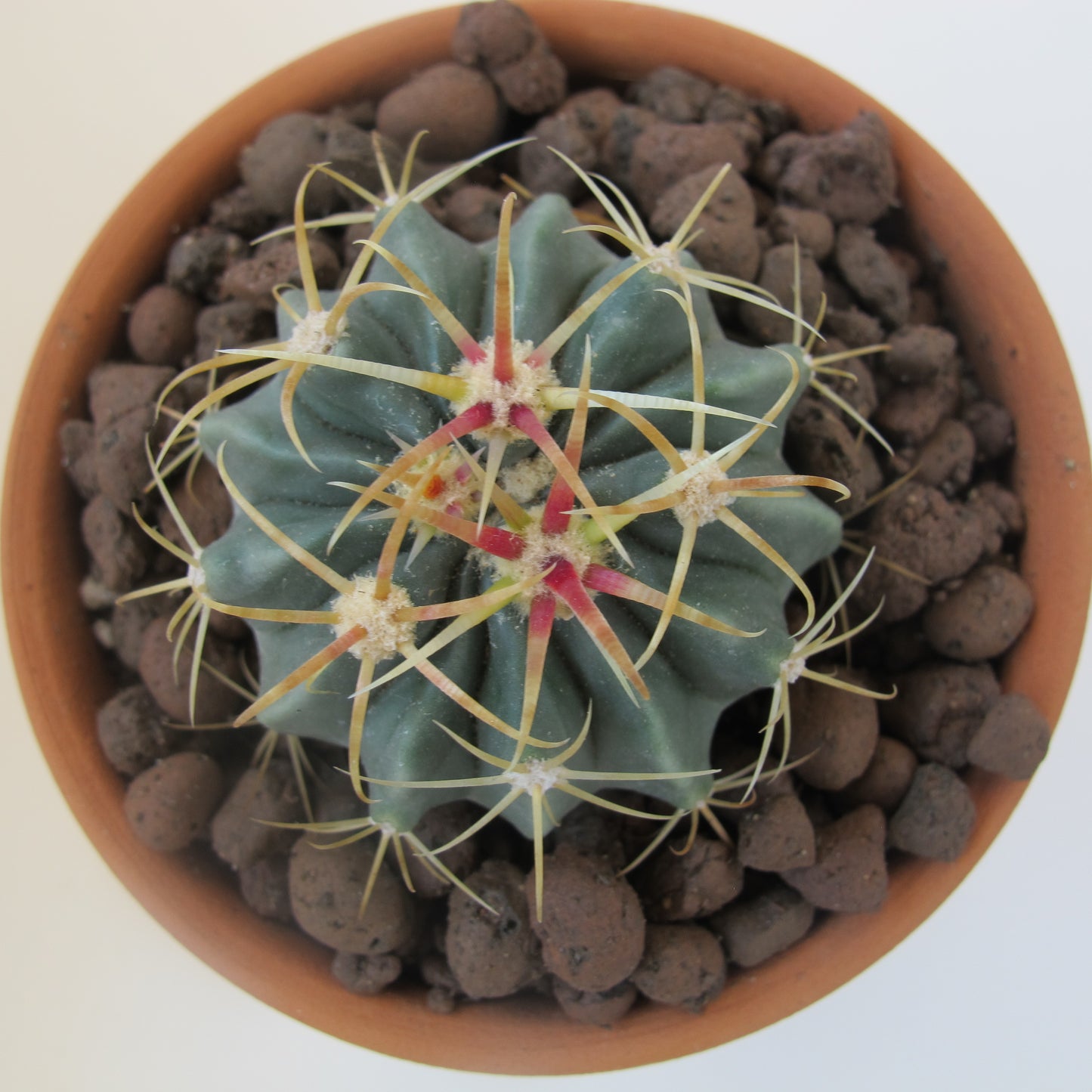 Ferocactus Histrix (Yağmur Kaktüs)