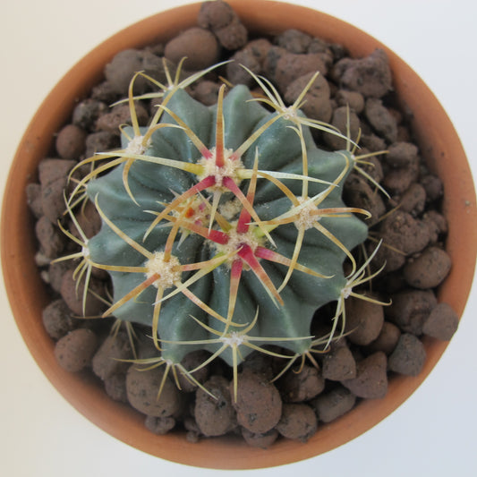 Ferocactus Histrix (Yağmur Kaktüs)