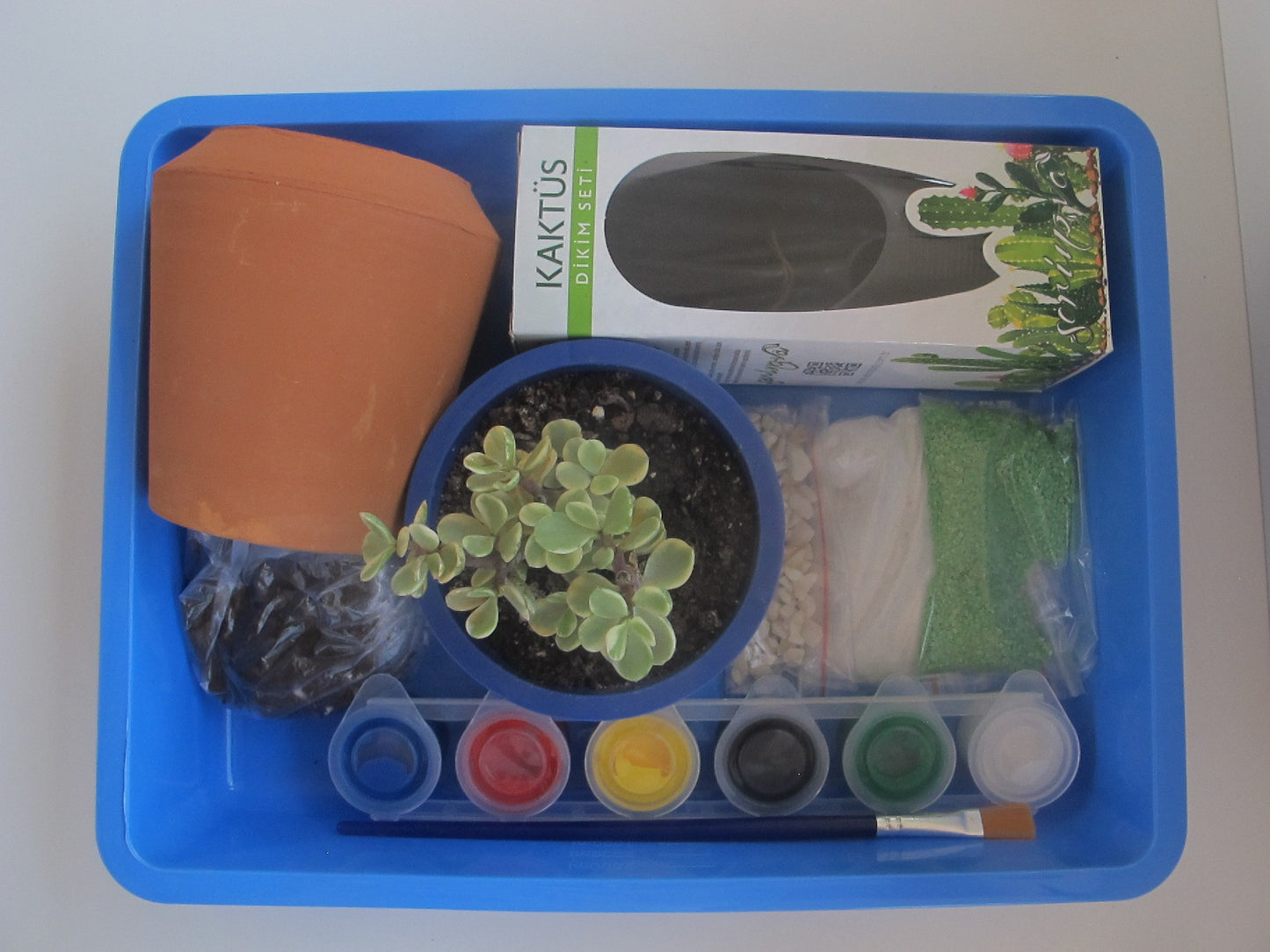 Sukulent dikim seti