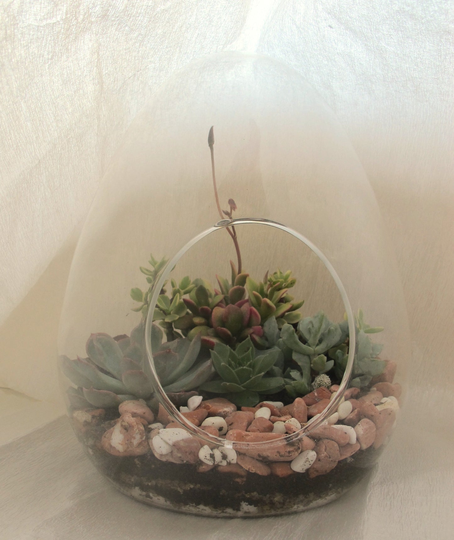 Yumurta Cam Fanus Teraryum