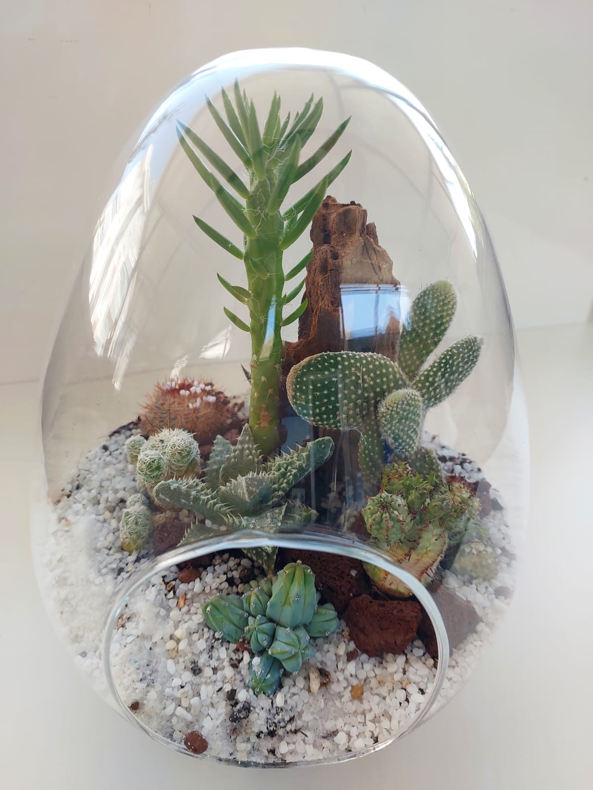 Yumurta Cam Fanus Teraryum