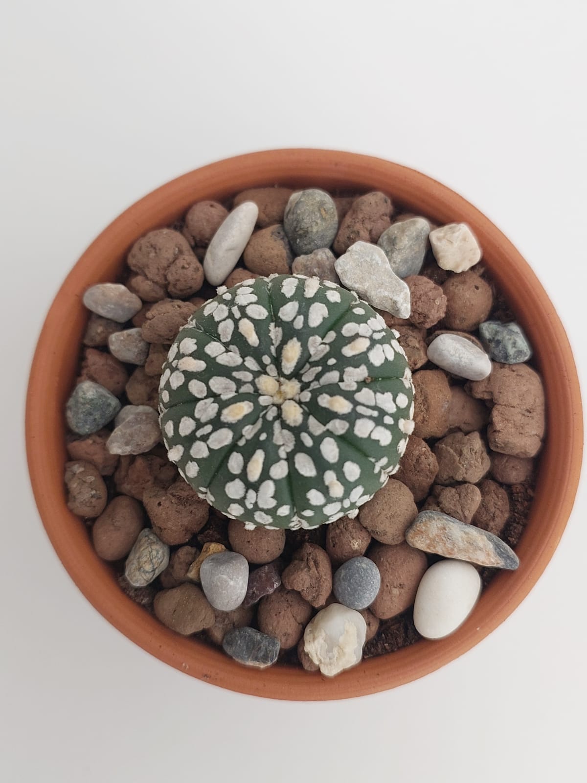 Astrophytum Asterias Super Kabuto