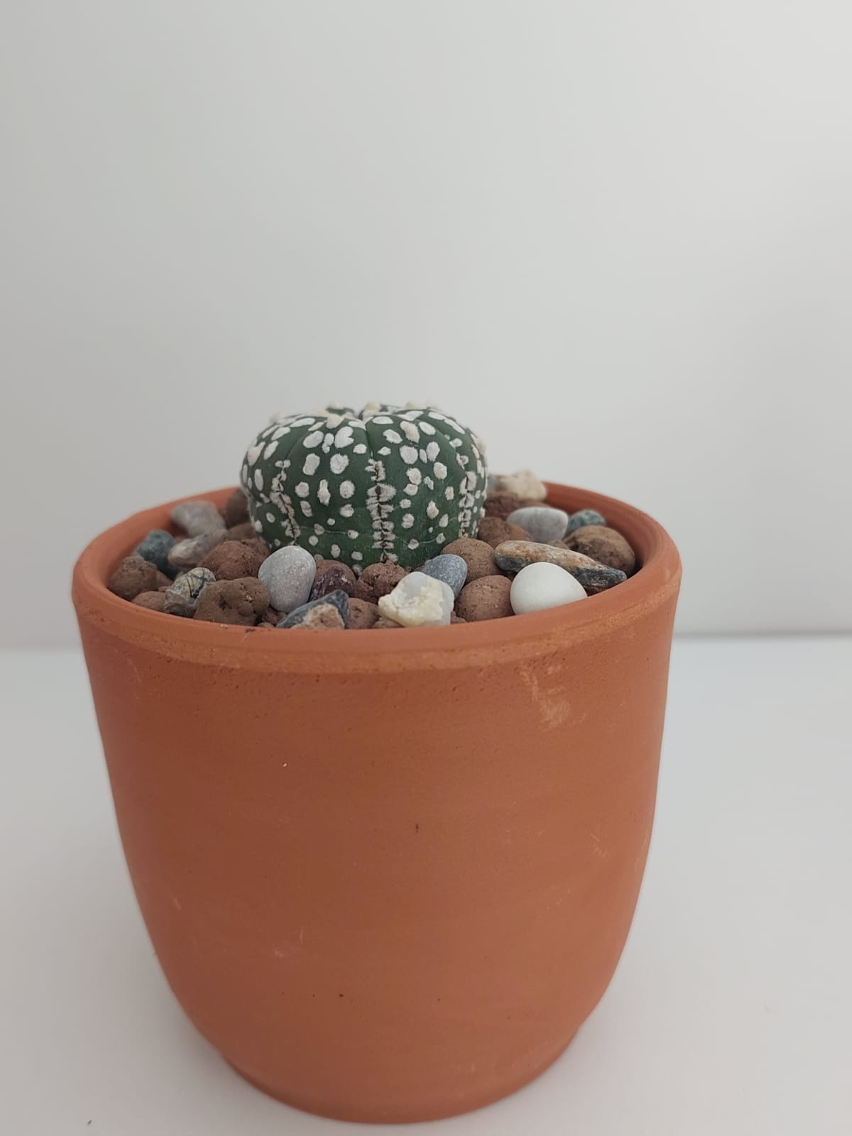 Astrophytum Asterias Super Kabuto