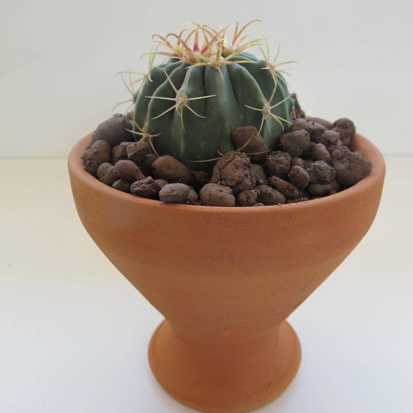 Ferocactus Histrix (Yağmur Kaktüs)