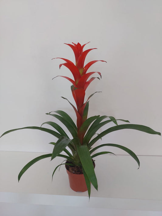 Guzmania Lingulata Çiçeği
