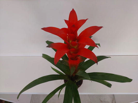 Guzmania Lingulata Çiçeği